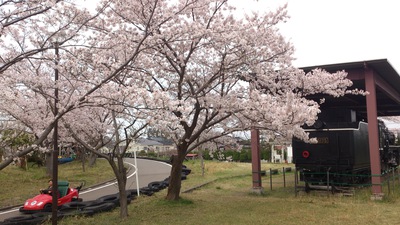 交通公園の桜