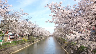 #福島江の桜並木