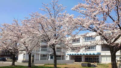 直江津小学校　桜