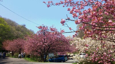 五智公園　八重桜