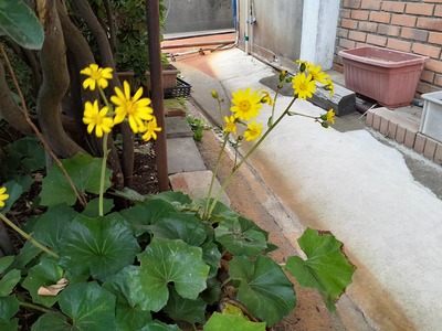 ツワブキ　黄色い花