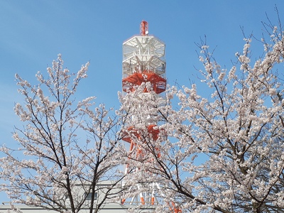 NTT鉄塔　桜