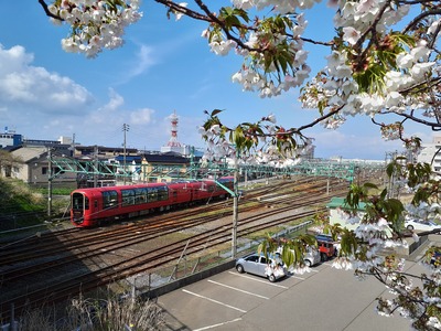 御館橋の桜