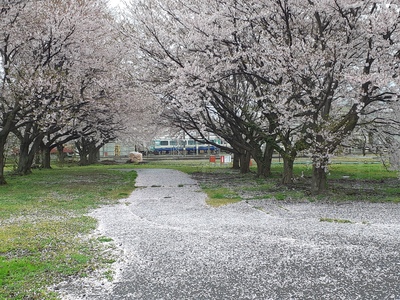 えちごトキめき鉄道の桜